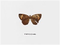 藏品(帶錨紋蛾)的圖片